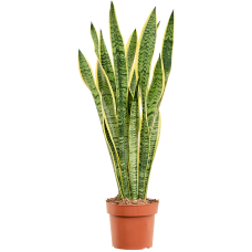 Sansevieria trifasciata 'Laurentii'