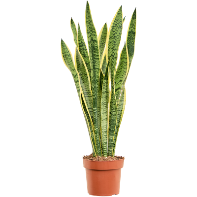 Растение горшечное Сансевиерия/Sansevieria trifasciata 'Laurentii'