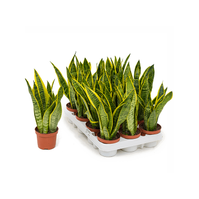 Растение горшечное Сансевиерия/Sansevieria trifasciata 'Laurentii' 12/tray