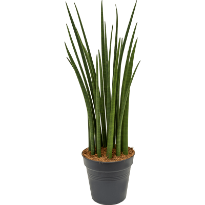 Растение горшечное Сансевиерия/Sansevieria cylindrica 'Spikes'