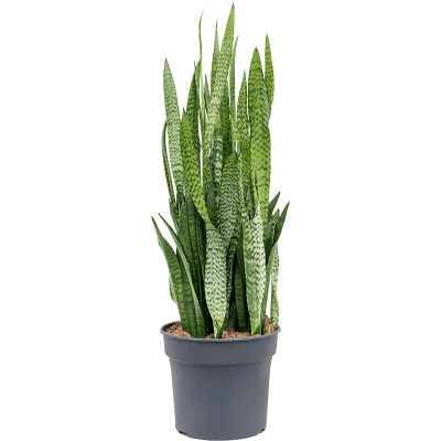 Растение горшечное Сансевиерия/Sansevieria zeylanica