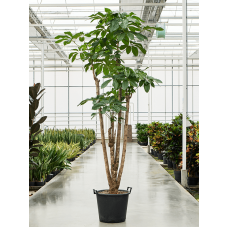 Schefflera actinophylla 'Amate'