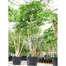 Schefflera actinophylla 'Amate'