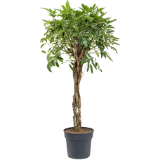 Schefflera arboricola 'Compacta'