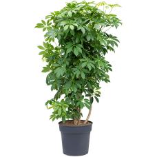 Schefflera arboricola 'Compacta'