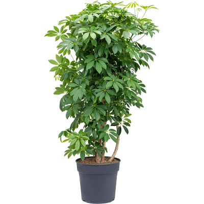 Растение горшечное Шеффлера/Schefflera arboricola 'Compacta'