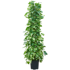 Scindapsus (Epipremnum) 'Aureum'