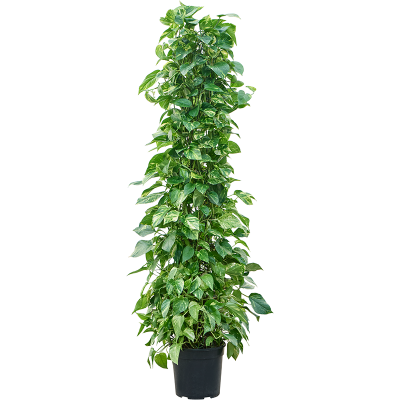 Растение горшечное Сциндапсус/Scindapsus (Epipremnum) 'Aureum'