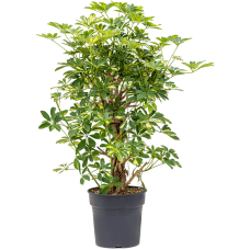 Schefflera arboricola 'Gold Capella'