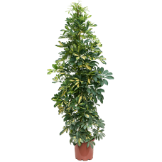 Schefflera gold capella