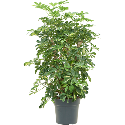 Растение горшечное Шеффлера/Schefflera arboricola 'Gold Capella'