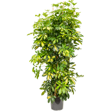 Schefflera arboricola 'Gold Capella'