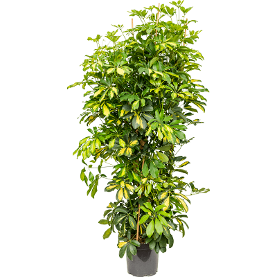 Растение горшечное Шеффлера/Schefflera arboricola 'Gold Capella'