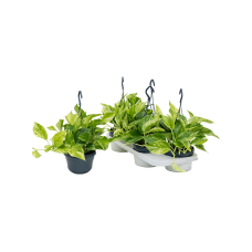 Scindapsus (Epipremnum) 'Marble Queen' 4/tray