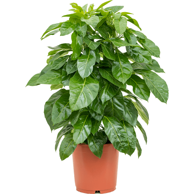 Растение горшечное Шефлера/Schefflera actinophylla 'Paradise'