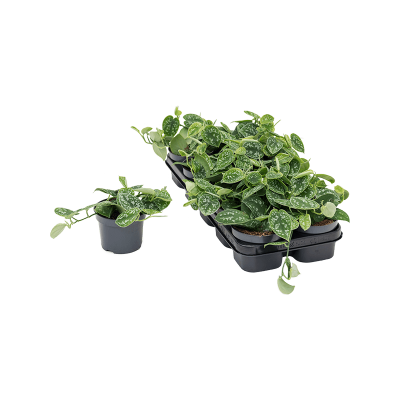Растение горшечное Сциндапсус/Scindapsus pictus 10/tray