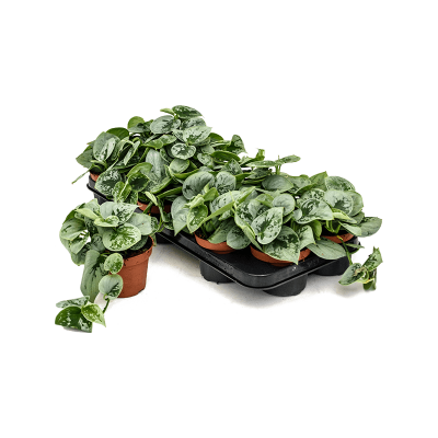 Растение горшечное Сциндапсус/Scindapsus pictus 'Silvery Ann' 12/tray
