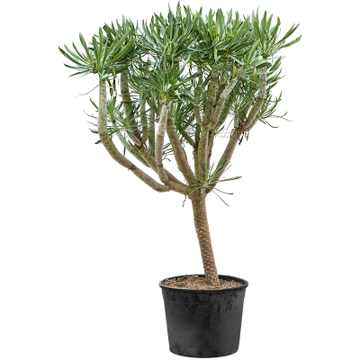 Растение горшечное Сенецио/Senecio kleinia