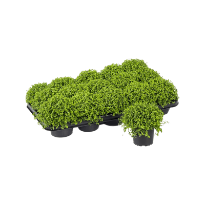 Растение горшечное Солейролия/Soleirolia soleirolii (helexine) 15/tray