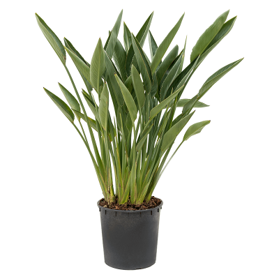Растение горшечное /Strelitzia reginae