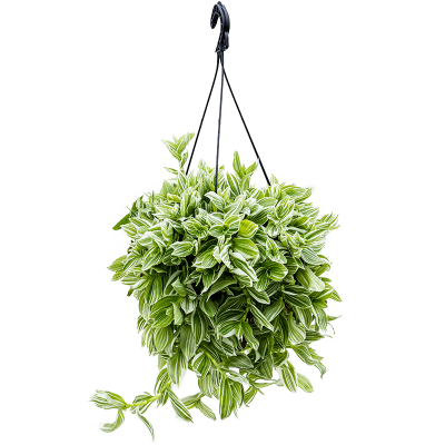 Растение горшечное Традесканция/Tradescantia albiflora 'Albovittata'