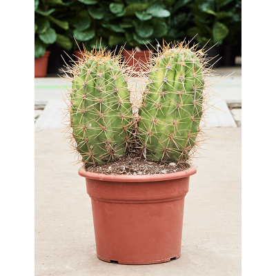 Растение горшечное Трихоцереус/Trichocereus pasacana 'variegata'