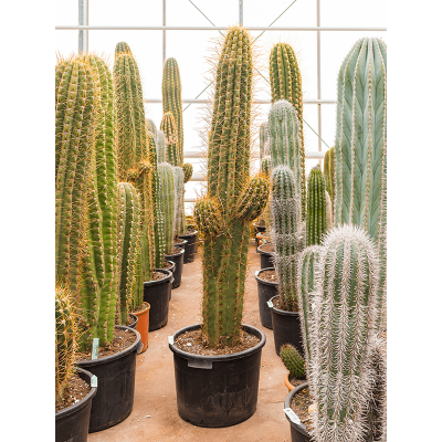 Растение горшечное Трихоцереус/Trichocereus terscheckii