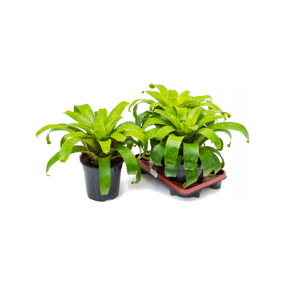 Растение горшечное Вриезия/Vriesea fenestralis