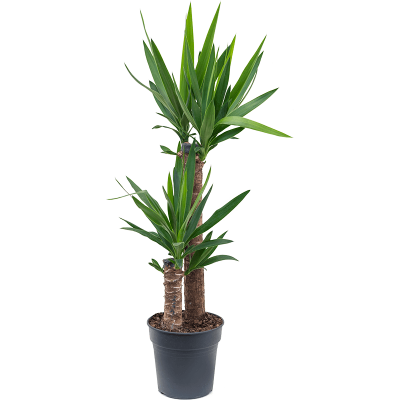 Растение горшечное Юкка/Yucca elephantipes