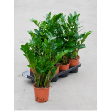 Zamioculcas zamiifolia 7/tray