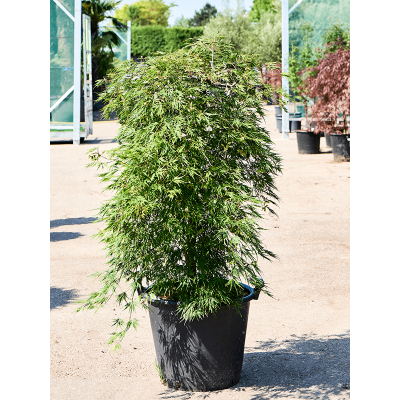 Растение горшечное Клён/Acer palmatum 'Dissectum' (160-200)