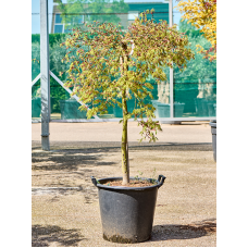 Acer pal. diss. 'Viridis'