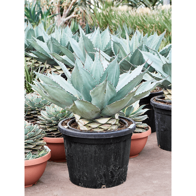 Растение горшечное Агава/Agave ovatifolia 'Vanzie'