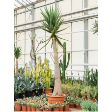 Aloe 'Hercules'