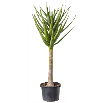Растение горшечное Алоэ/Aloe 'Hercules'