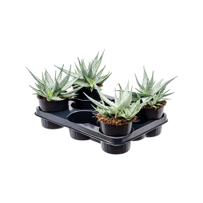 Растение горшечное Алоэ/Aloe 'Lotus Silver' 4/tray