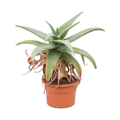 Растение горшечное Алоэ/Aloe rubroviolacea