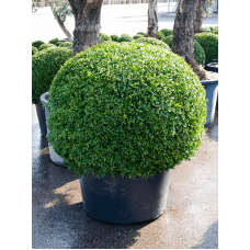 Buxus sempervirens