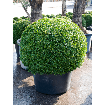 Растение горшечное Самшит/Buxus sempervirens