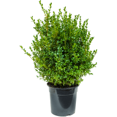 Buxus sempervirens