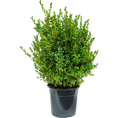 Растение горшечное Самшит/Buxus sempervirens