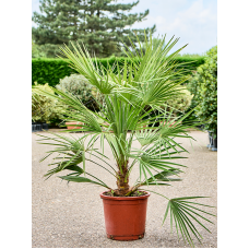 Chamaerops humilis