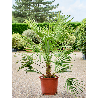 Растение горшечное Хамеропс/Chamaerops humilis