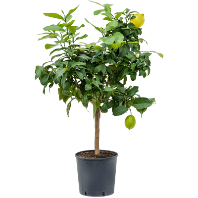 Растение горшечное Цитрофортунелла/Citrus (Citrofortunella) lemon