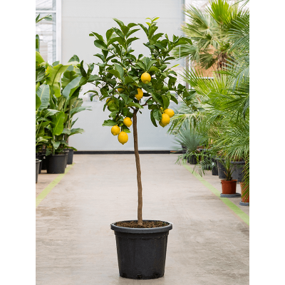 Растение горшечное Цитрофортунелла/Citrus lemon