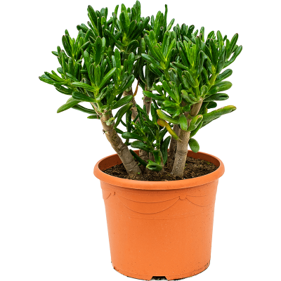 Растение горшечное Крассула/Crassula ovata 'Gollum'