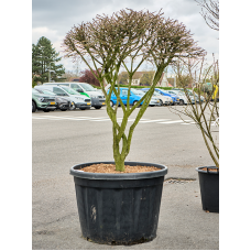 Euonymus alatus