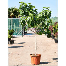 Ficus carica (180-240)