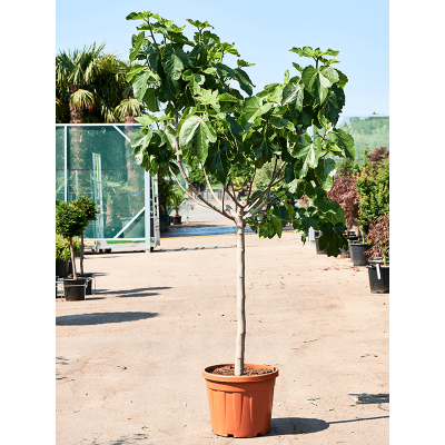 Растение горшечное Фикус/Ficus carica (180-240)