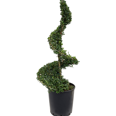 Растение горшечное Падуб городчатый/Ilex crenata 'Dark Green'